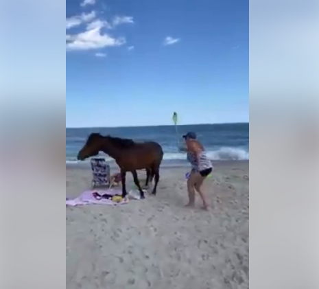 Assateague Horse