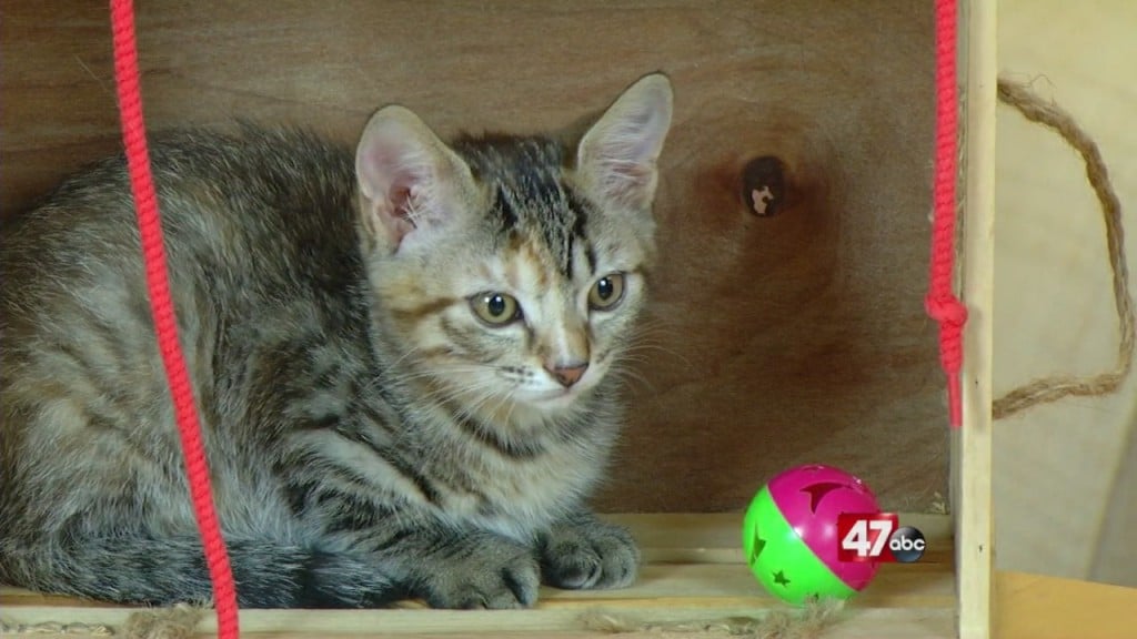 Pets On The Plaza: Meet Tutti Frutti