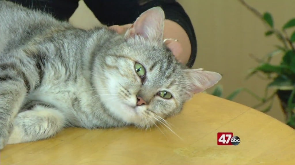Pets On The Plaza: Meet Lady Olenna