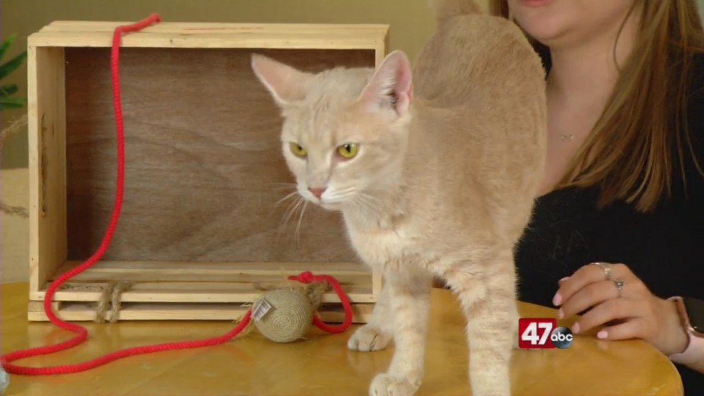 Pets On The Plaza: Meet Chloe
