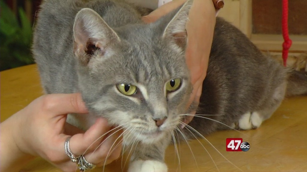 Pets On The Plaza: Meet Lady