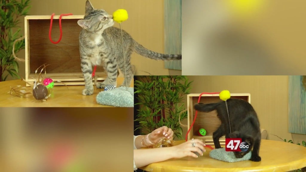 Pets On The Plaza: Meet Tabitha And Salem