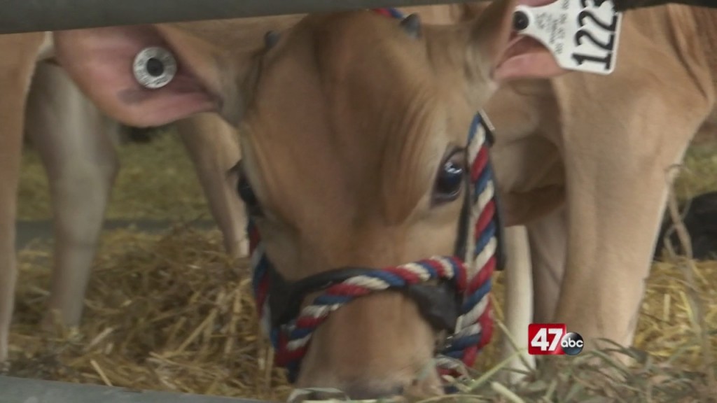 Livestockk At Del. State Fair
