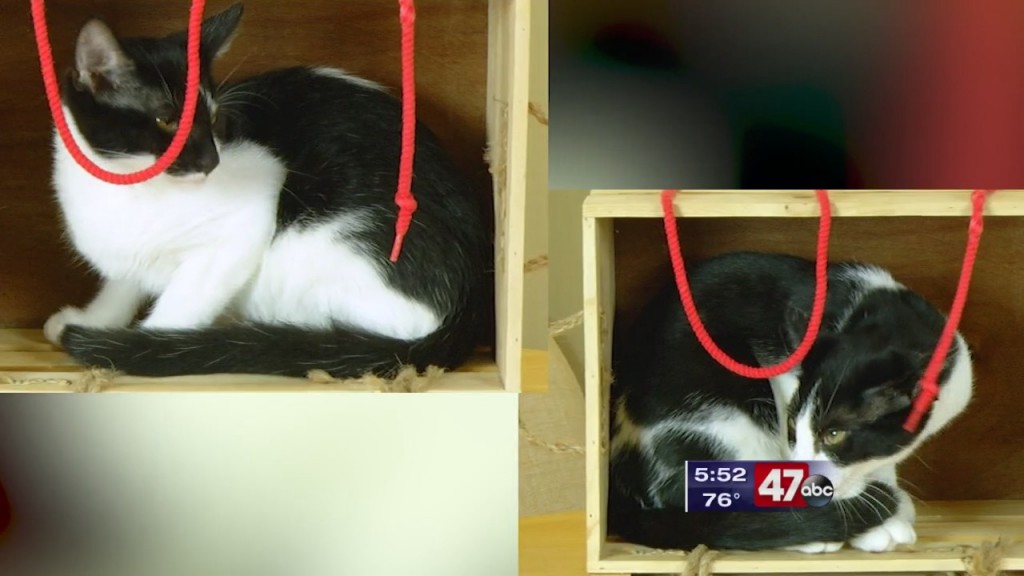 Pets On The Plaza: Meet Hulk And Eudora