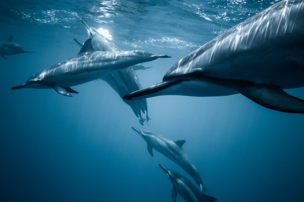 Photo Of Pod Of Dolphins 2422915