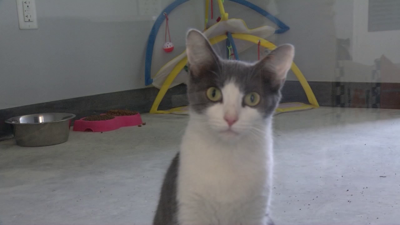 Free pet food bank giving out pet food, cat litter on Thursday 47abc