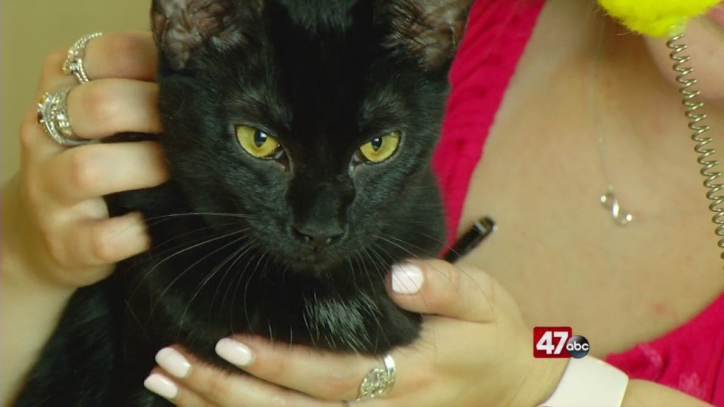 Pets On The Plaza: Meet Luanne