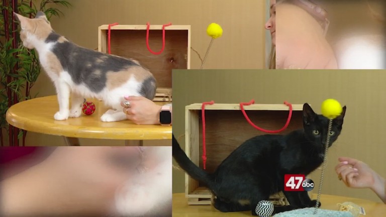 Pets On The Plaza: Meet Edge And Arabesque