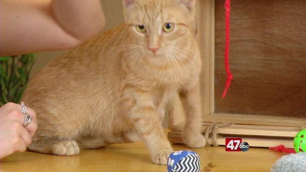 Pets On The Plaza: Meet Mrs. Dooley