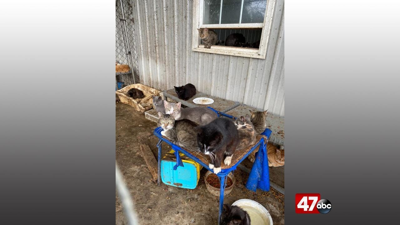 Camden-Wyoming woman arrested in connection to animal cruelty ...