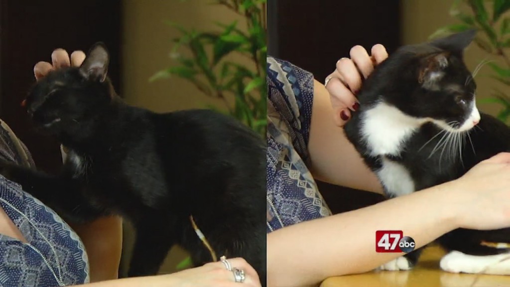 Pets On The Plaza: Meet Snoopy And Cole