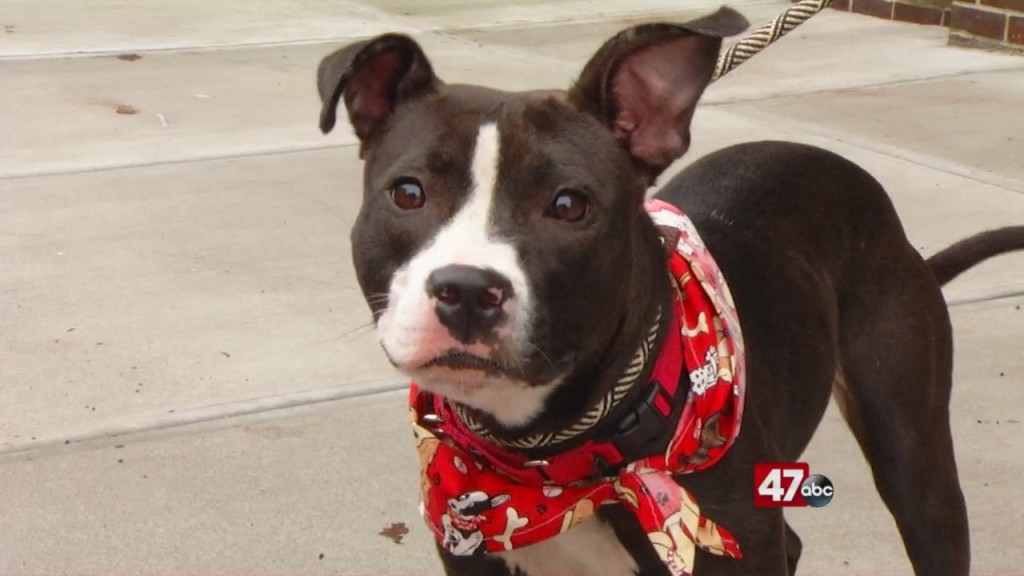 Pets On The Plaza: Meet Pixie