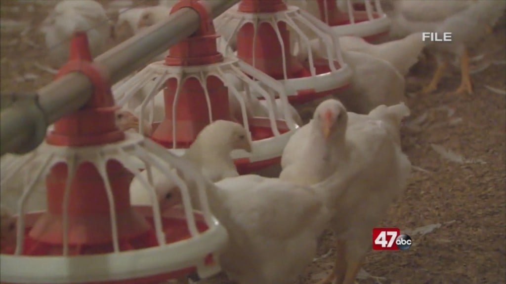 Poultry Farmer Finacial Relief