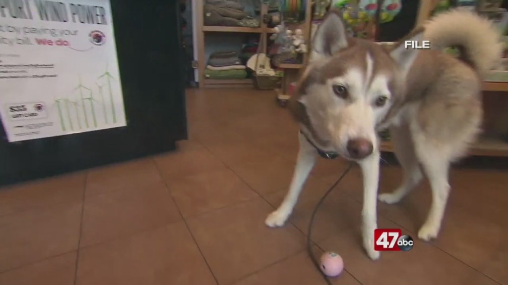 Dog Adoptions