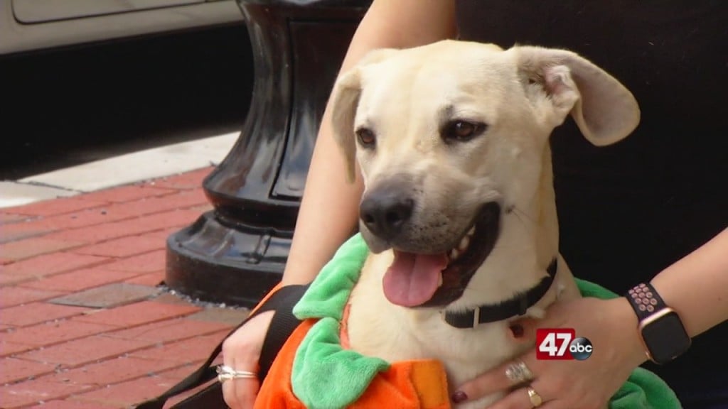 Pets On The Plaza: Meet Sugarplum