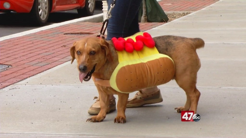 Pets On The Plaza: Meet Addie