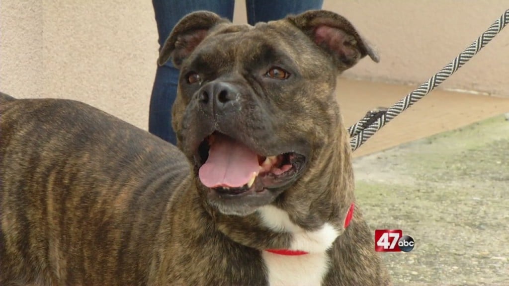 Pets On The Plaza: Meet Eleanor