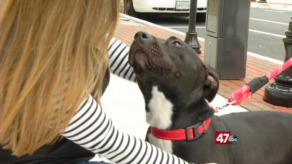 Pets On The Plaza: Meet Shiloh