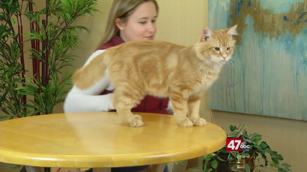 Pets On The Plaza: Meet Elmo