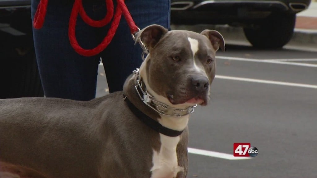 Pets On The Plaza: Meet Stallone
