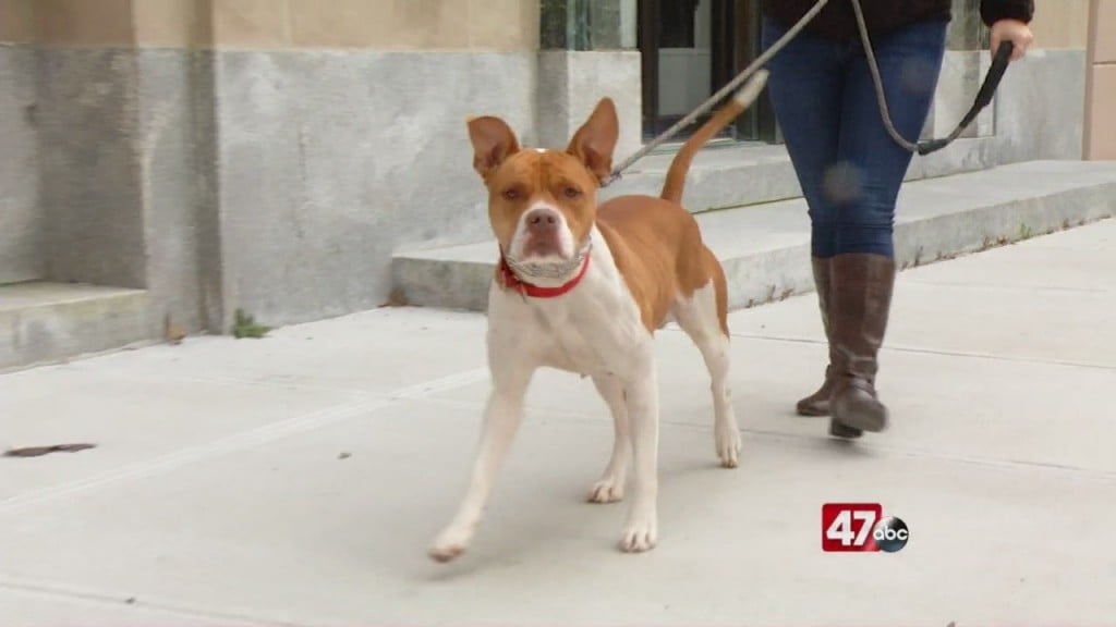 Pets On The Plaza: Meet Cardi
