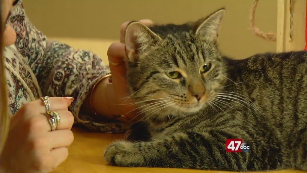 Pets On The Plaza: Meet Everleigh
