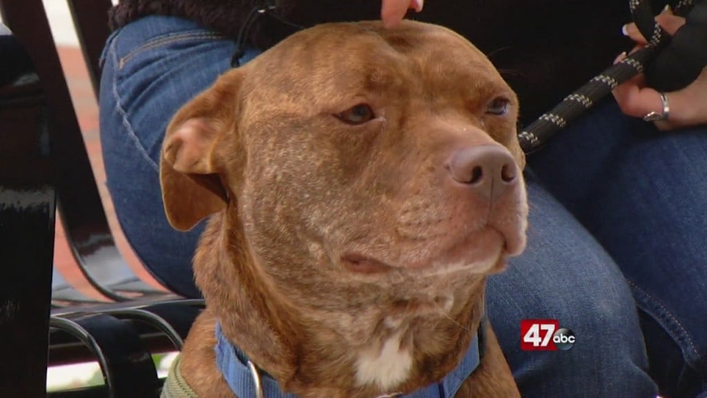 Pets On The Plaza: Meet Bali