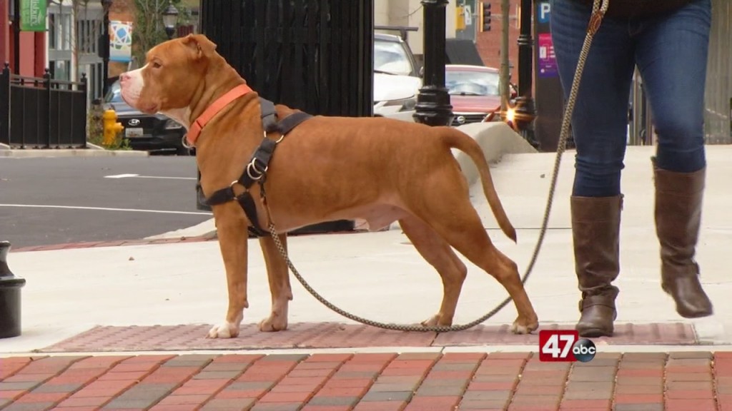 Pets On The Plaza: Meet Bullwinkle