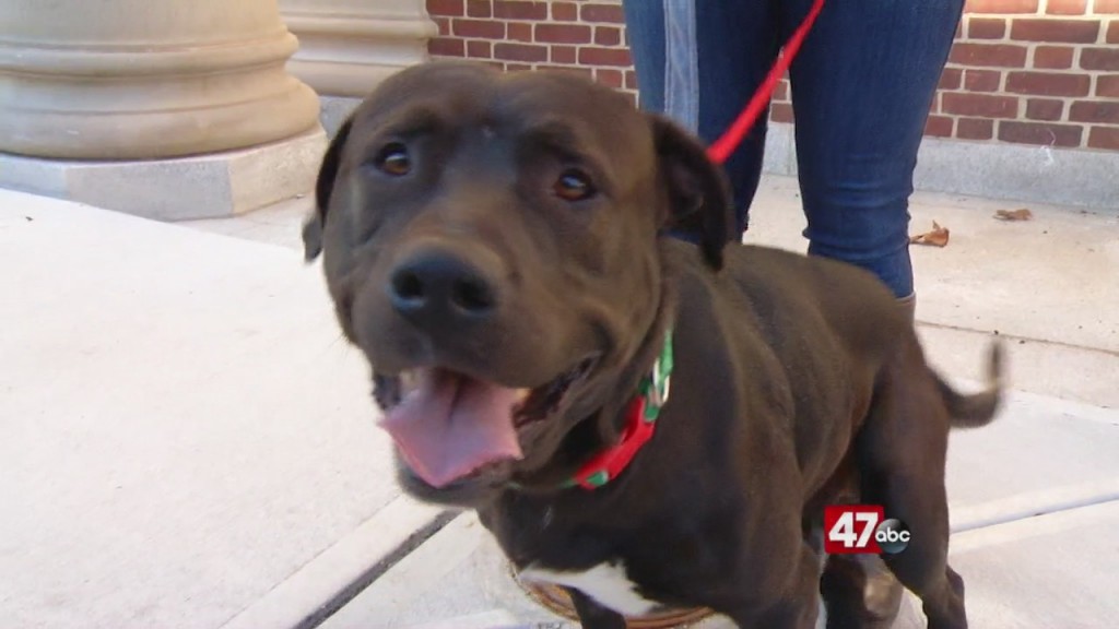 Pets On The Plaza: Meet Bigbee