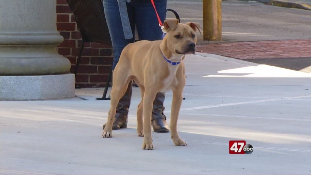 Pets On The Plaza: Meet Jet