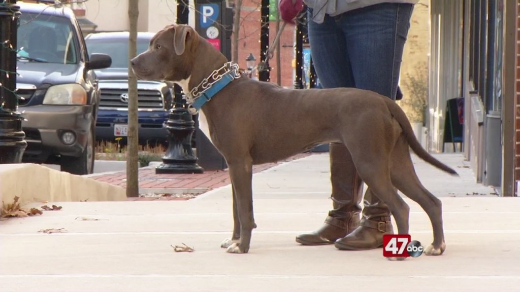 Pets On The Plaza: Meet Bella