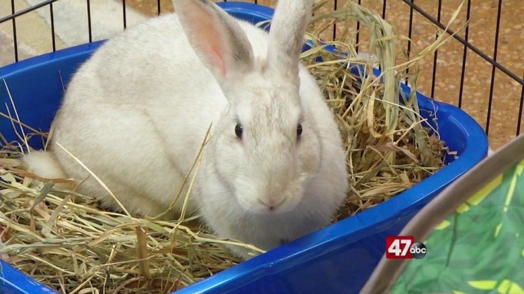 Pets On The Plaza: Meet Delilah