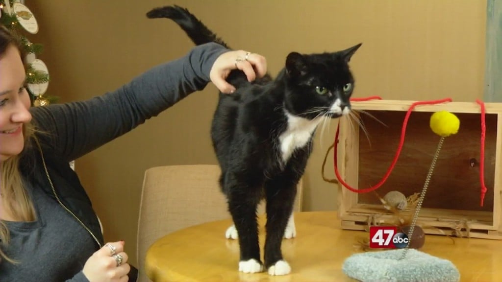 Pets On The Plaza: Meet Ally
