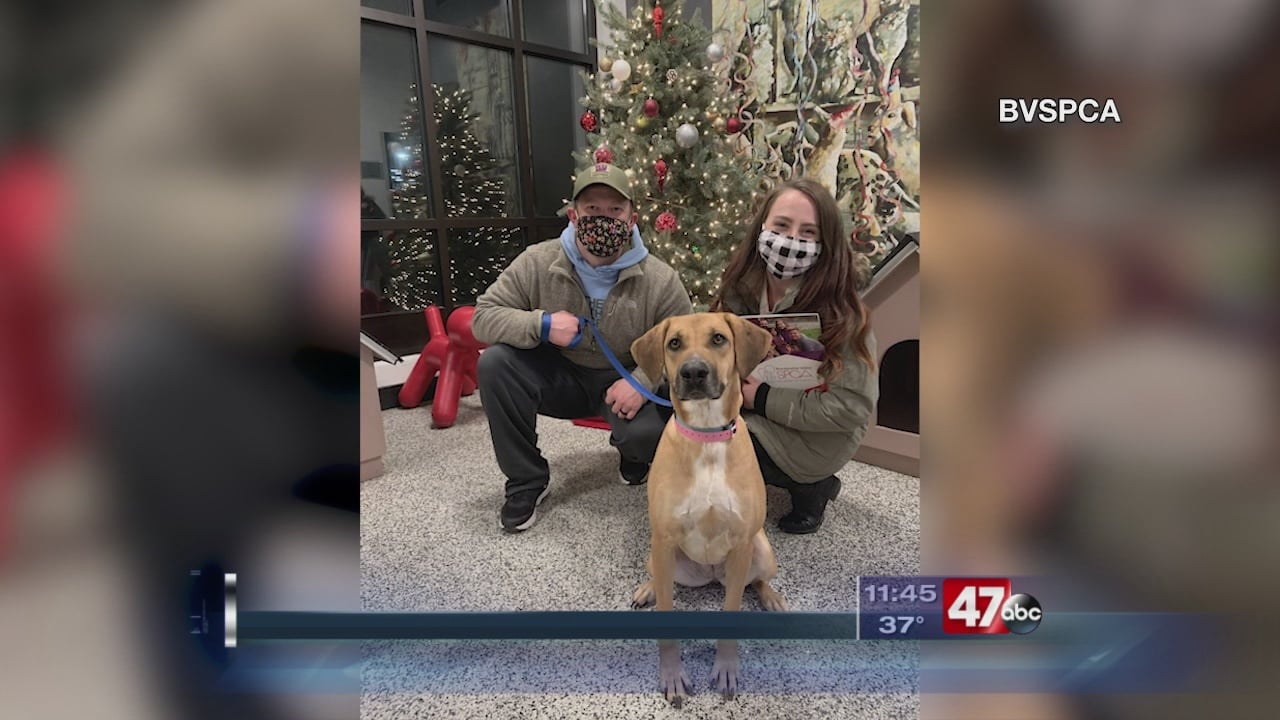 Brandywine Valley SPCA celebrates over 250 adoptions in one week 47abc
