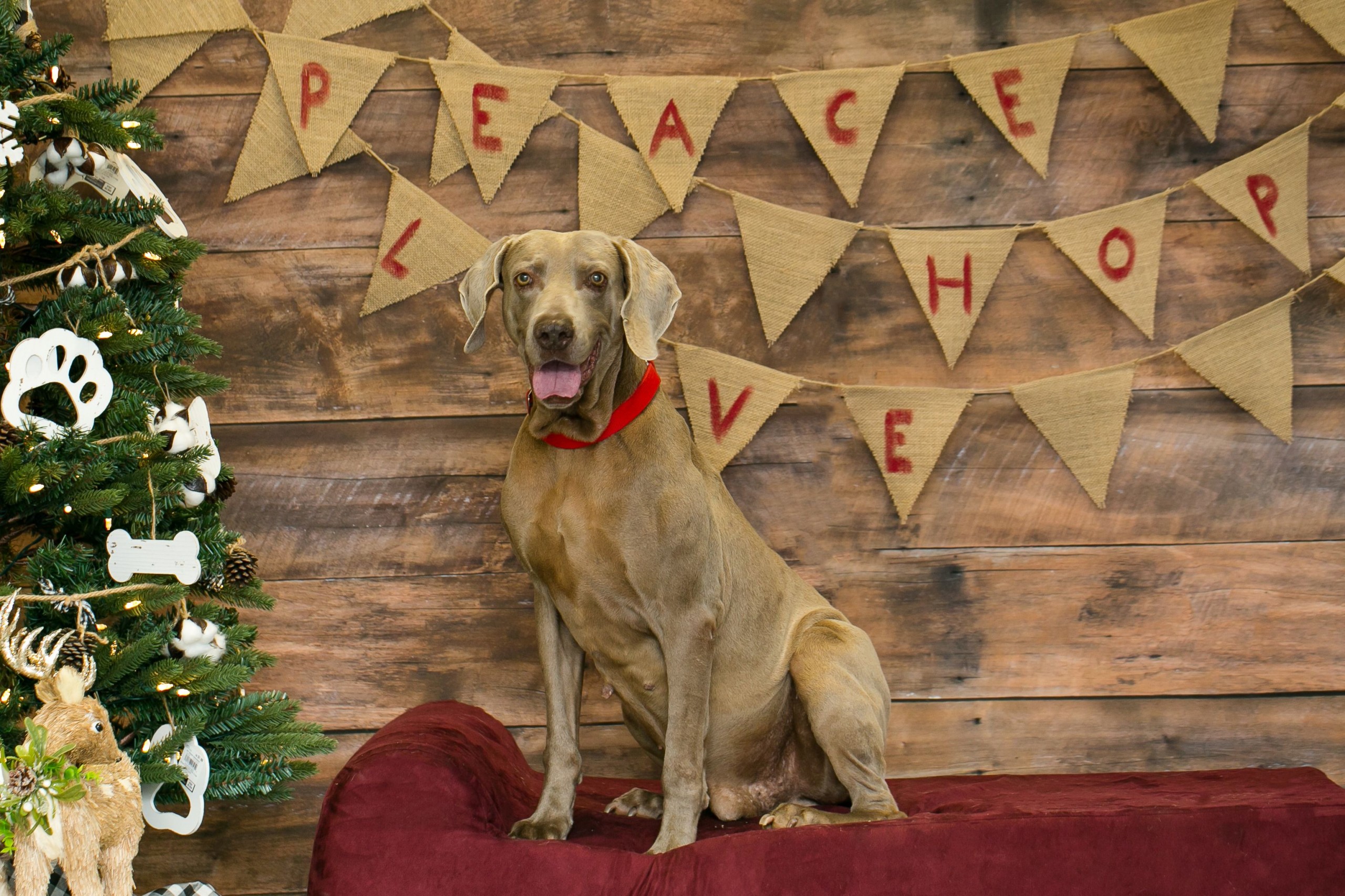 Brandywine Valley SPCA dogs ready for holiday sleepovers 47abc