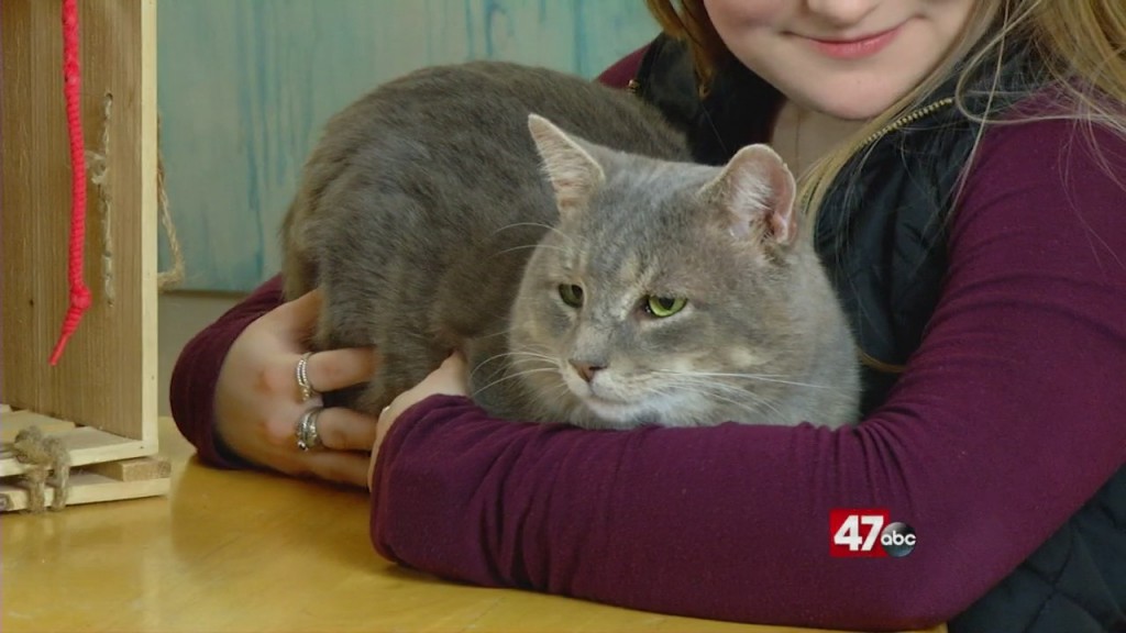Pets On The Plaza: Meet Wolfie