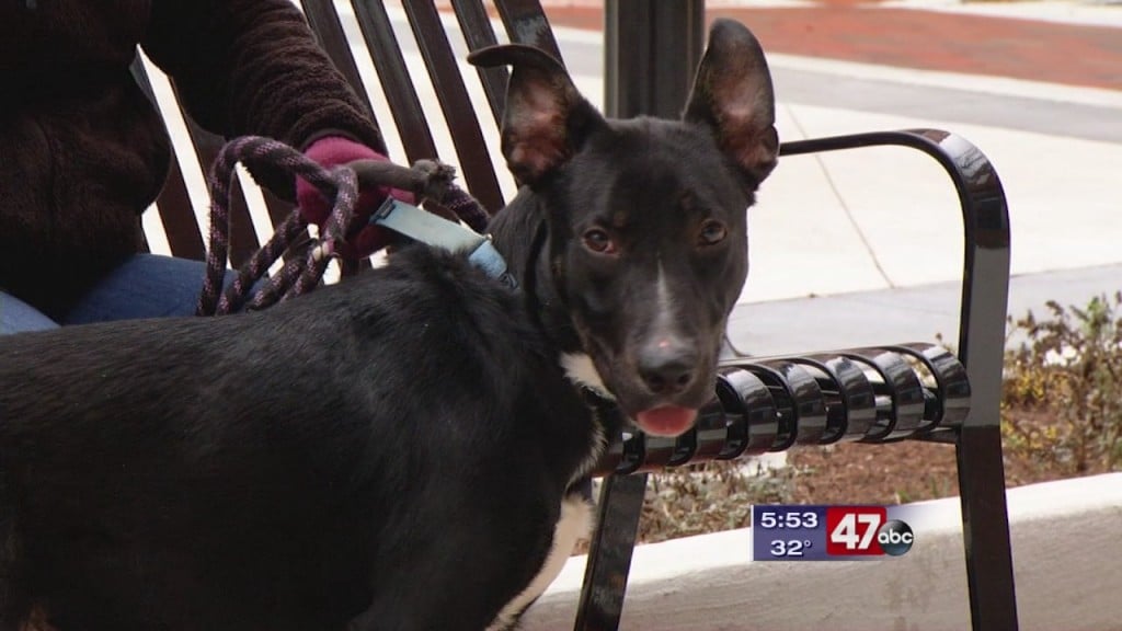 Pets On The Plaza: Meet Sirius