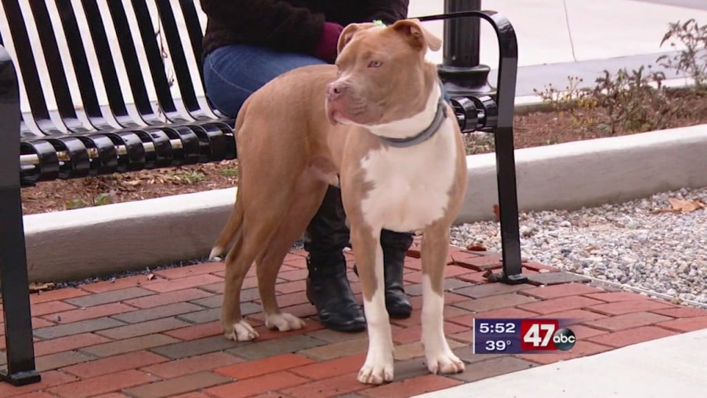 Pets On The Plaza: Meet Detroit