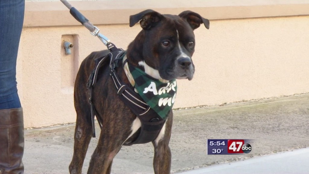 Pets On The Plaza: Meet Russell