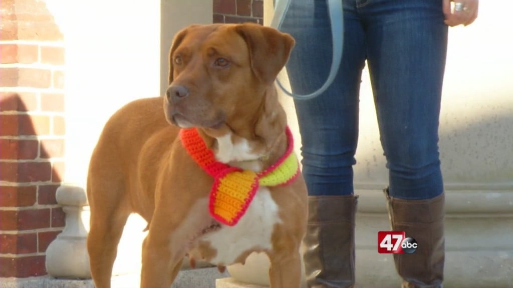 Pets On The Plaza: Meet Birdie