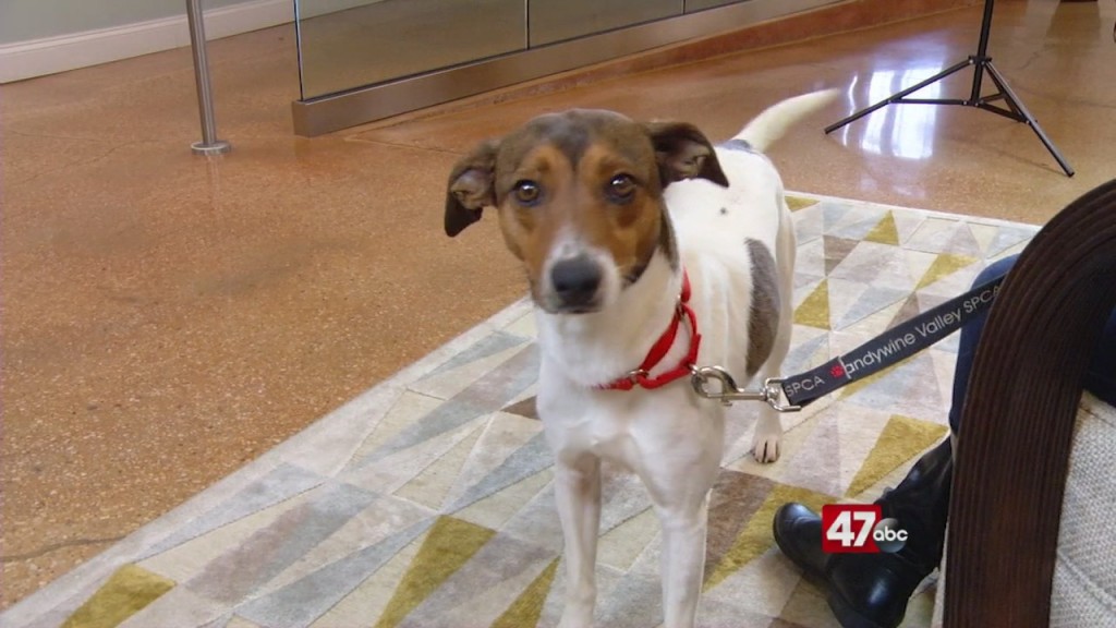 Pets On The Plaza: Meet Maggie