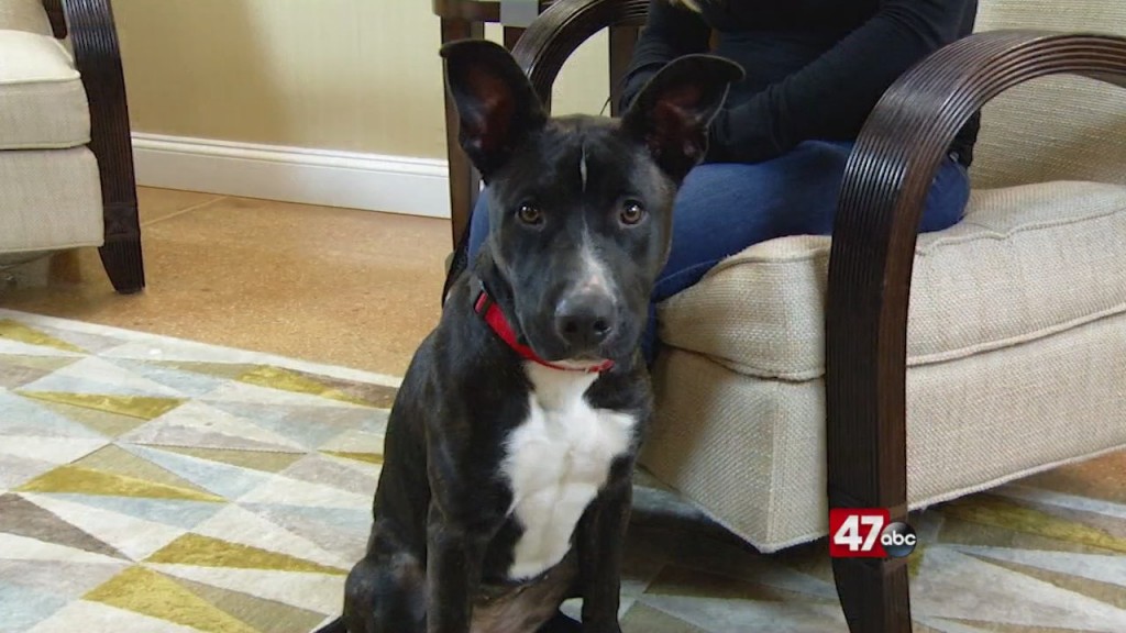 Pets On The Plaza: Meet Chica