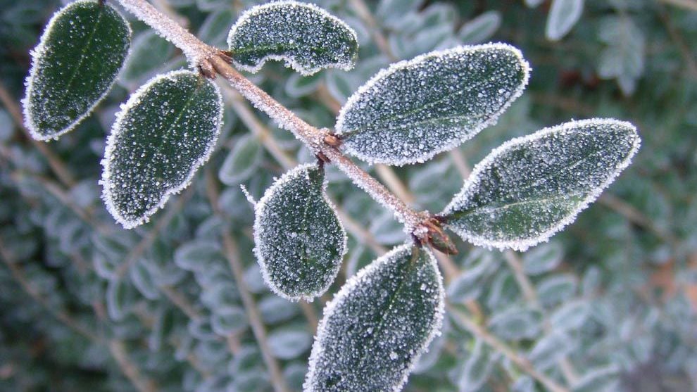 Frost Natgeoorg