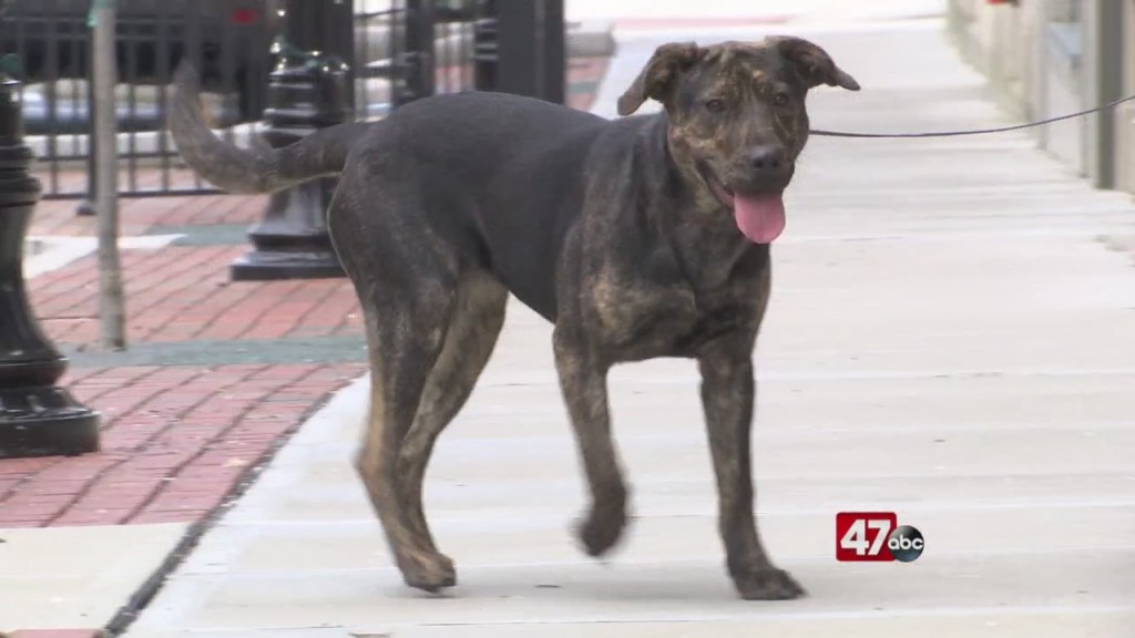 Pets On The Plaza: Meet Ferdie