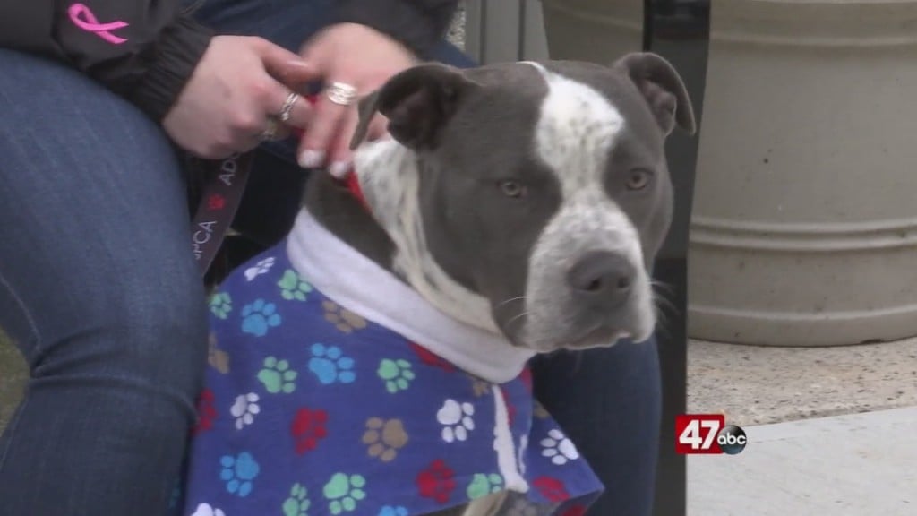 Pets On The Plaza: Meet Ella