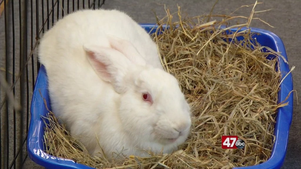 Pets On The Plaza: Meet Juniper