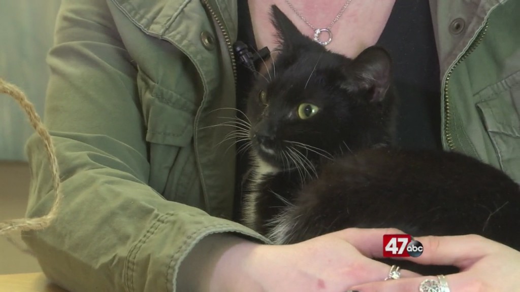 Pets On The Plaza: Meet Lilly