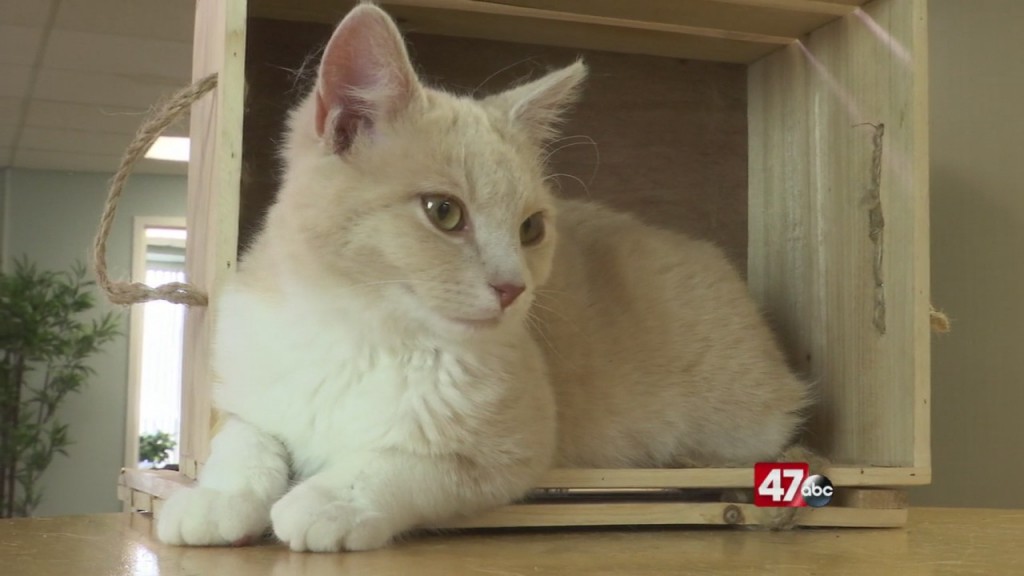 Pets On The Plaza: Meet Cirrus