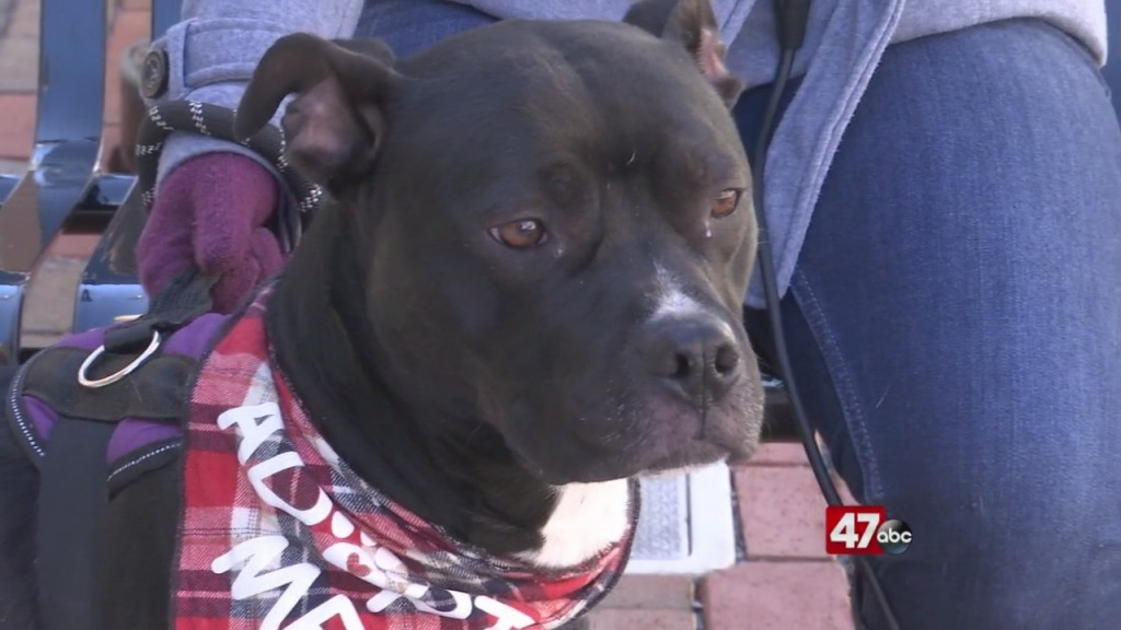 Pets On The Plaza: Meet Buckley