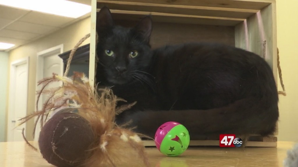 Pets On The Plaza: Meet Mcintyre